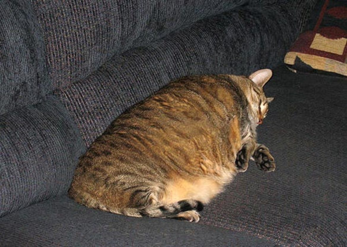 Physical inactivity, excess weight and junk food – Diabetes is a real danger for us and for our cats !