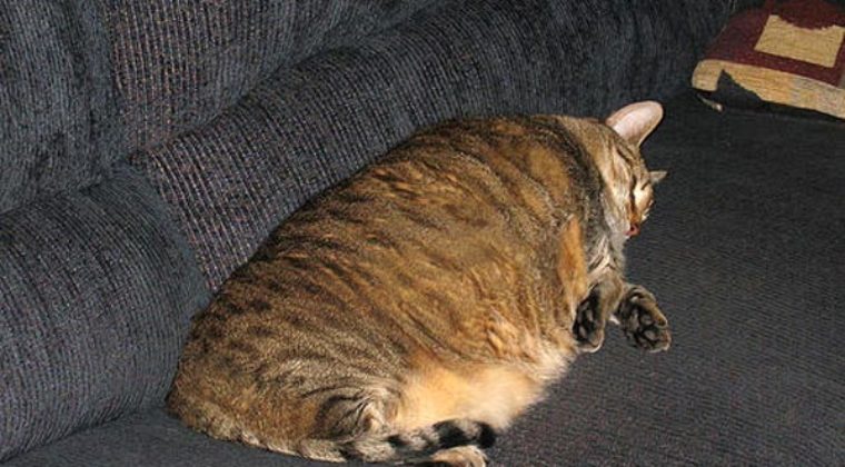 Physical inactivity, excess weight and junk food – Diabetes is a real danger for us and for our cats !